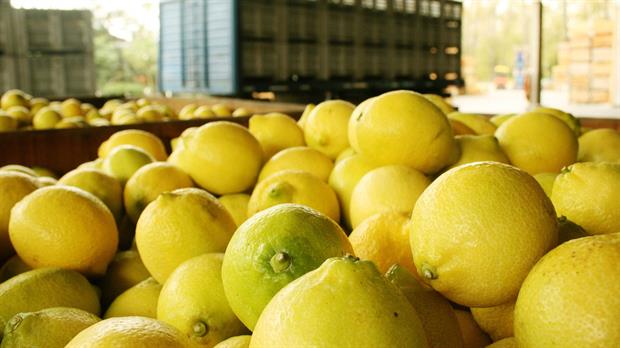  El inicio de exportaciones de limones a China genera gran expectativa